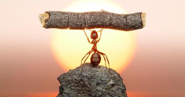Ant-Motivation.jpg