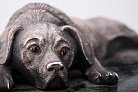 Срібна фігура ручної роботи "Собака відпочиває" сер00005 от ювелирного магазина Оникс - 1
